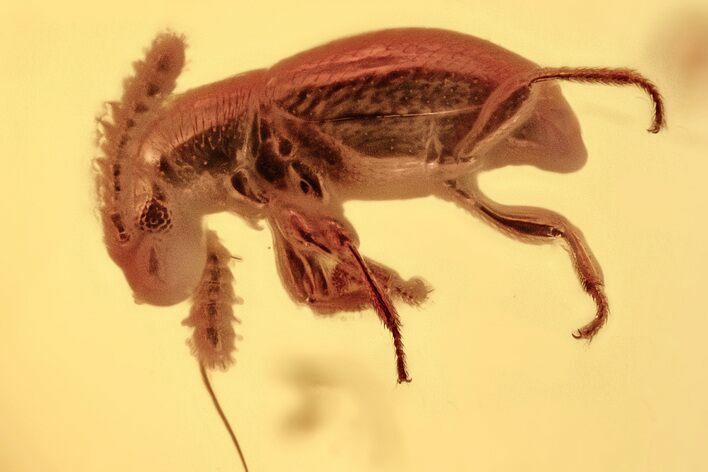 Fossil Ant-Like Stone Beetle and Fly in Baltic Amber #343225